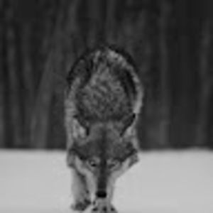 Meet your Posher, Isabel